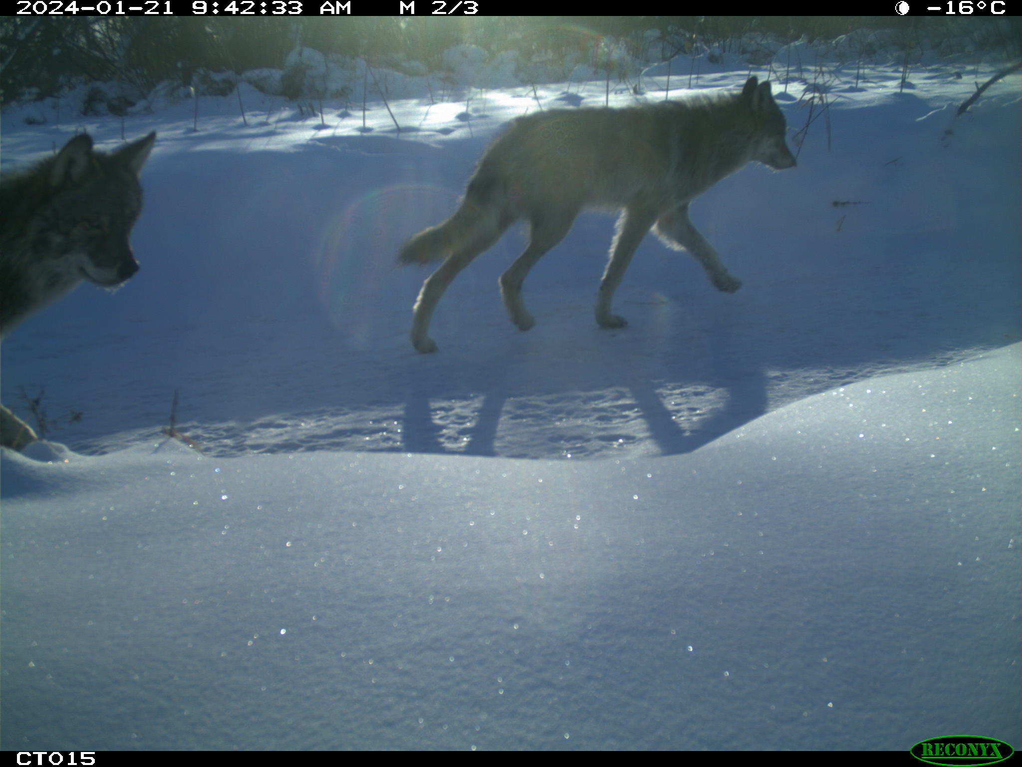 Two wolves walking through snow